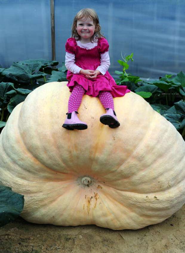 Millie Clifford, de três anos, senta em cima de abóbora gigante.