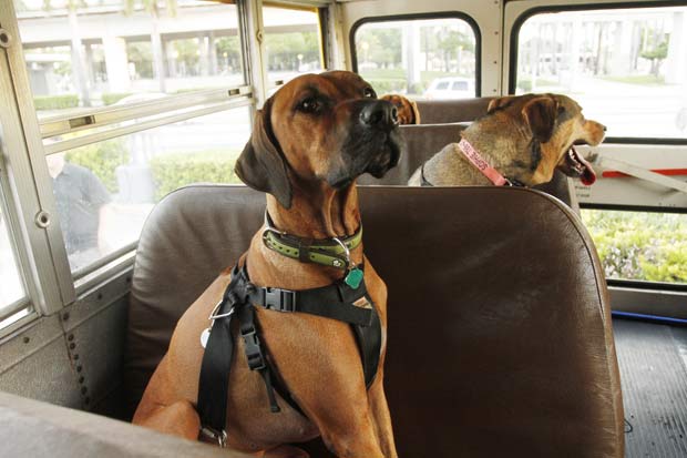 Cães são levados em um tradicional ônibus escolar.