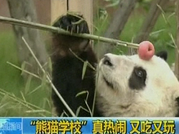 Uma "escola de Pandas", em Chengdu, na China, retomou as aulas na quarta-feira, depois das férias de verão. (Foto: BBC)