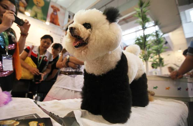 Um poodle teve seu pelo pintado para ficar parecido com um panda gigante. O cachorro foi exibido em uma feira de animais de estimação nesta sexta-feira em Xangai, na China. 