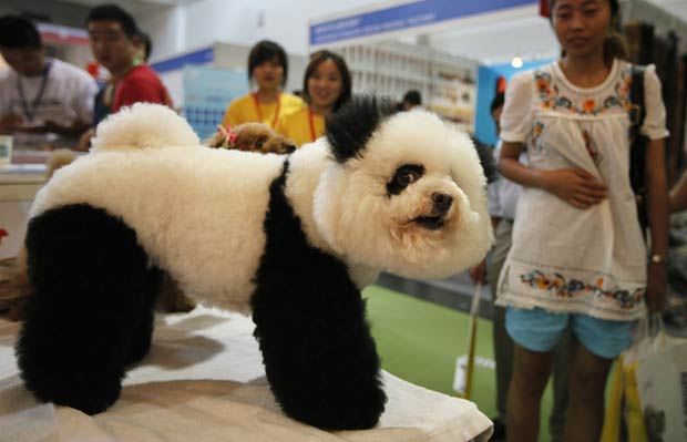 Poodle virou atração em feira na China.