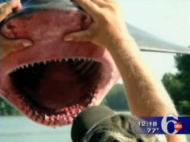 Tubarão cabeça-chata consegue viver tanto água salgada quanto
 doce.