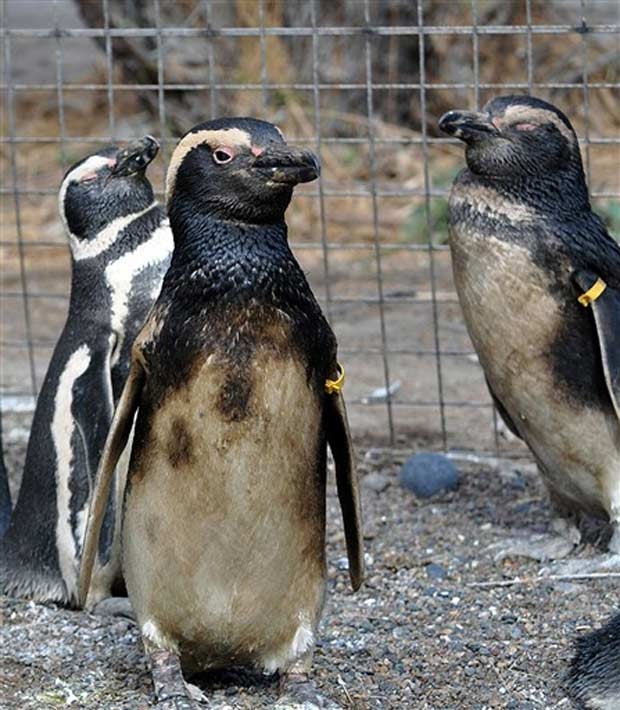 Alguns dos 141 pinguins contaminados com óleo na reserva de Rawson, em Chubut, na Argentina