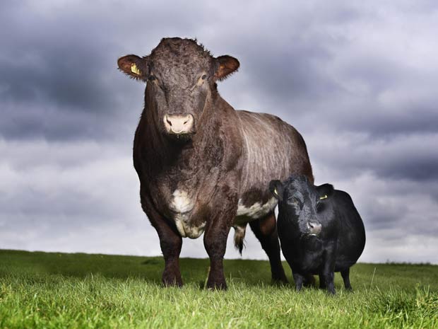 Vaca 84 centímetros entrou para o Guinness como a menor do mundo.