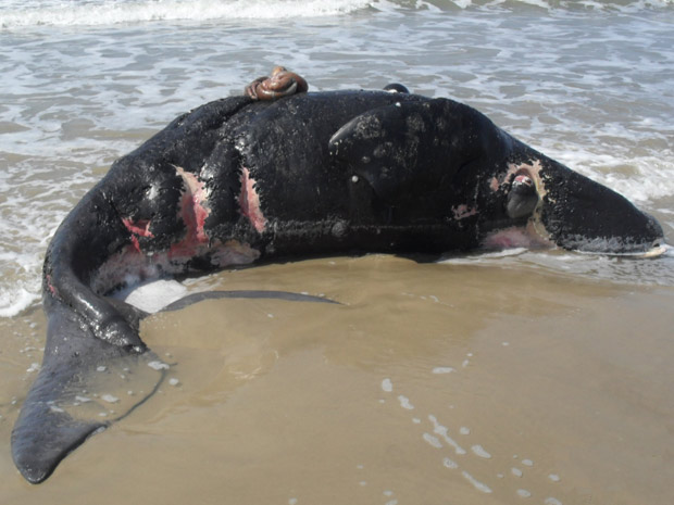 Filhote de baleia franca é encontrado morto em praia em Santa Catarina