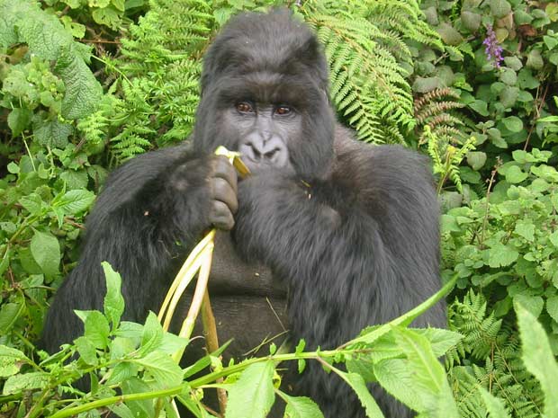 Gorilas do oeste africano portam o 'Plasmodium falciparum', responsável pela malária em humanos.