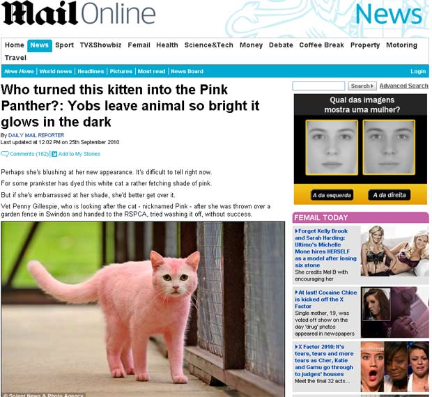 Gata foi encontrada pintada de cor-de-rosa em Swindon.