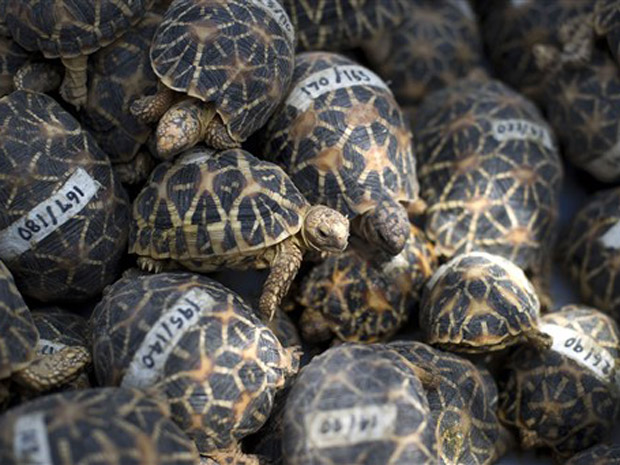 Cerca de 1.140 tartarugas-estreladas-indianas, ameaçadas de extinção, que foram apreendidas nesta quarta-feira (29) em Bangcoc, capital da Tailândia. As autoridades alfadegárias disseram que acharam os animais a bordo de um voo que vinha de Bangladesh. 
