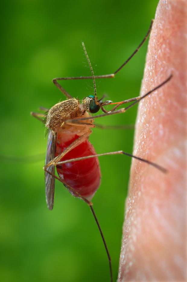 Mosquito Nilo 2