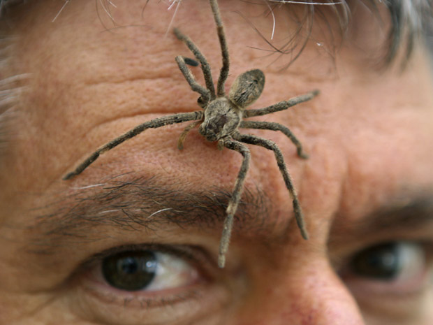 O curador da exposição, Donald McCullum, posa para foto com uma aranha na cabeça, parte do evento de cinco dias promovido pela Universidade de Witwatersrand. Animais, plantas e mecanismos de conservação de energia e de água são algumas das atrações do Yeb
