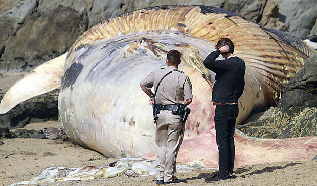 Curiosos observam carcaça de baleia azul que encalhou na praia de Bean Hollow, próximo a Pescadero, na Califórnia, no fim de semana