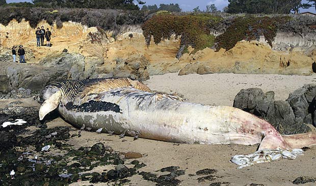 Curiosos observam carcaça de baleia azul que encalhou na praia de Bean Hollow, próximo a Pescadero, na Califórnia.