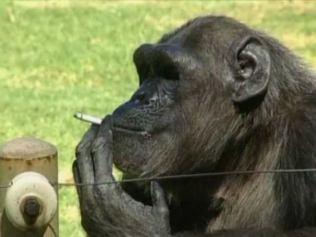 Charlie, o chimpanzé fumante.