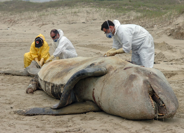 Orca é encontrada morta em Santa Catarina