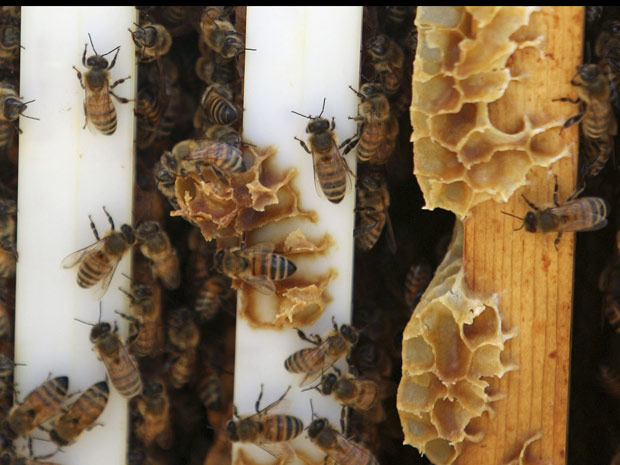 Parceria única entre cientistas militares e entomologistas parece ter descoberto razão de morte de colônias de abelhas nos EUA