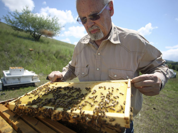 O pesquisador Jerry Bromenshenk examina uma colméia saudável de abelhas nas montanhas próximas a Missoula, nos EUA
