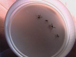 Chuva e calor contribuem para crescimento de focos da dengue. (Foto: Reprodução: TV Globo)