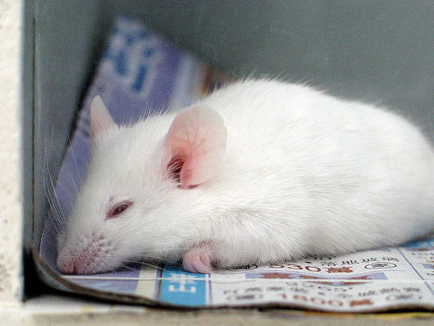 Ratos são um dos exemplos mais comuns de cobaias usadas em testes de toxicidade de produtos cosméticos e medicamentos.