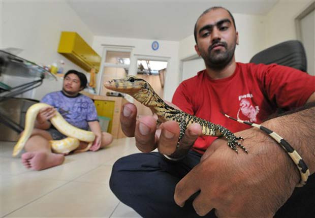 Karn Singh segura lagarto-monitor em sua casa na Indonésia.