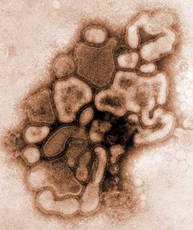 O vírus H1N1, que causou uma pandemia de gripe