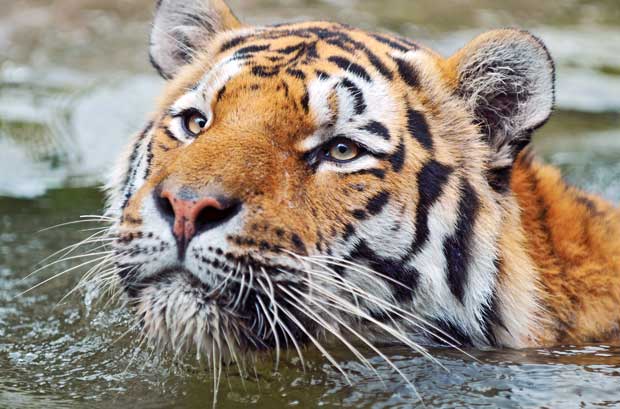 Encontro na Rússia de 21 a 24 de novembro vai tentar elaborar estratégia para impedir a extinção dos tigres
