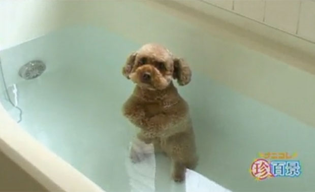 Cãozinho toma banho de banheira em pé e faz sucesso na internet.