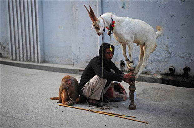 Bode malabarista é atração nas ruas de Rawalpindi.