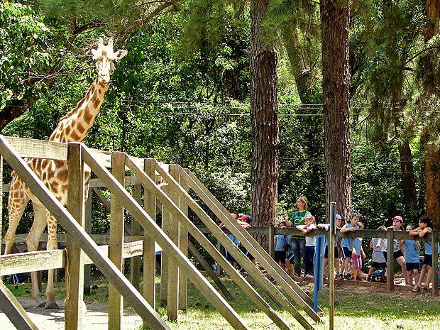 Girafa era atração popular entre as crianças, segundo zoo gaúcho