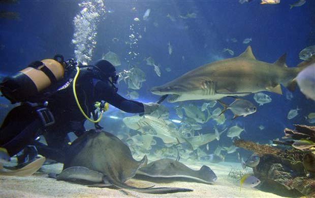 Mergulhador se arrisca e alimenta um tubarão na boca no aquário Tropicarium em Budapeste, na Hungria.
