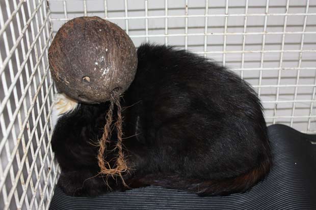 Gato foi encontrado com a cabeça entalada em um coco.