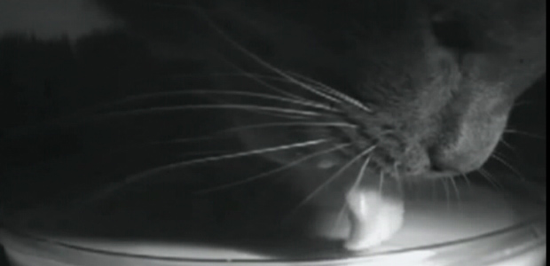 Câmera de alta velocidade registra gato bebendo leite durante pesquisa.