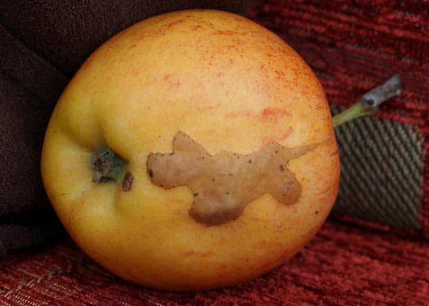 Mancha que lembra um cão foi encontrada em uma maçã por Steve Watson.