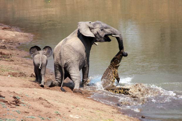 Após lutar, elefanta conseguiu se soltar do ataque do réptil.