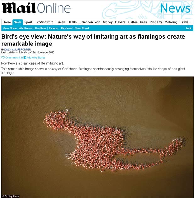 Fotógrafo flagrou flamingos formando imagem de flamingo gigante.