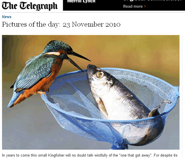 Pássaro foi flagrado tentando 'roubar' um peixe maior do que ele.