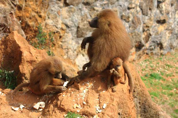 Tempo de gestação de babuínos é de aproximadamente 6 meses