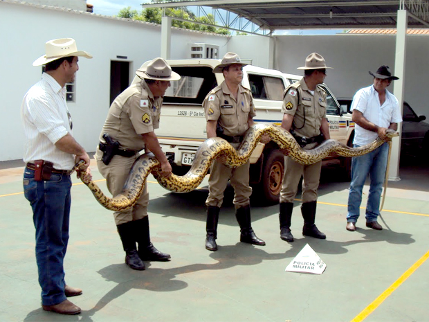 Cobra sucuri foi capturada após ser vista tentando pegar uma capivara