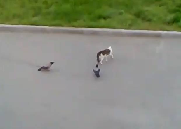 Corvos são flagrados atacando gato.