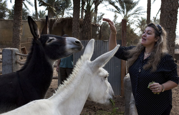  A ativista Amina Abaza com animais em Sakara, próximo ao Cairo, em 15 de novembro.