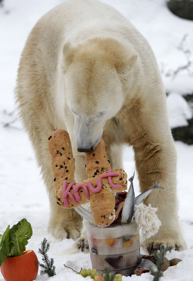 Knut prova seu bolo feito de gelo, peixe e vegetais. Ele fez quatro anos neste domingo (5) (Foto: Michael Sohn / AP Photo)