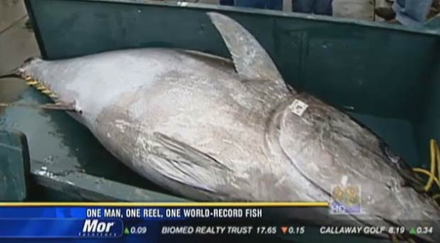 Atum-amarelo pesa quase 184 quilos.