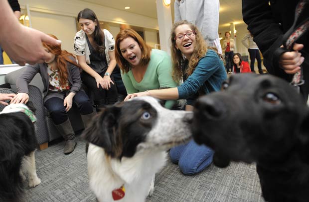 Cães visitaram na terça-feira o campus da universidade de Tufts em Medford, no estado de Massachusetts (EUA), na tentativa de ajudar os alunos a reduzir o estresse durante o período de prova final.