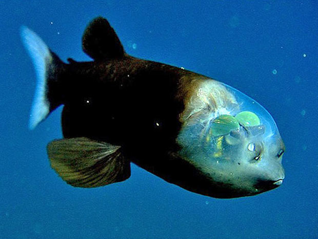 O peixe duende do pacífico foi visto pela primeira vez em 2004, quando foi encontrado preso em uma rede de pescadores. As esferas verdes são os olhos e eles podem virar até para cima, para que o animal possa ver suas presas através da cabeça transparente