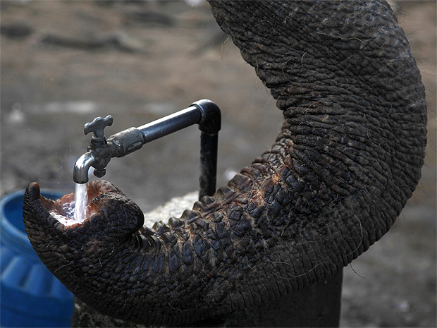 Um elefante foi flagrado nesta quinta-feira (23) em Allahabad, na Índia, tomando água em uma torneira. O grande mamífero colocou a tromba debaixo da torneira e depois a levou até a boca.