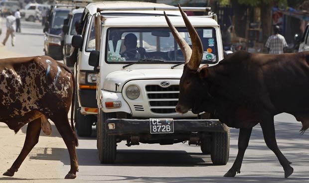 A passagem de uma manada de bovinos provocou congestionamento em uma rua da cidade de Juba, no Sudão. O flagra foi feito neste domingo (26) pelo fotógrafo Goran Tomasevic.