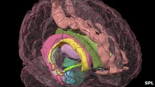 Imagem computadorizada de um cérebro mostra amígdalas em cor azul; Estudo associa estrutura do cérebro a sociabilidade