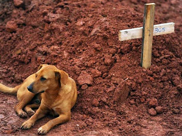 O cachorro Joe, confundido com o cão Caramelo, na foto em que aparece ao lado de um uma cova em Teresópolis, na Região Serrana