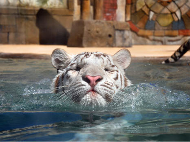 Tigre nadador (Foto: Six Flags Discovery Kingdom/Caters News Agency )