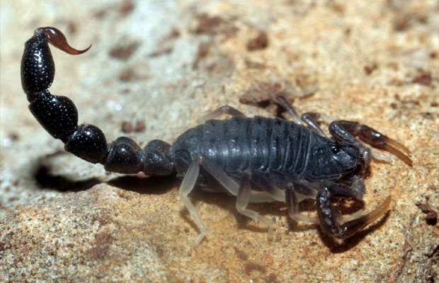 Escorpião (Foto: Reprodução)