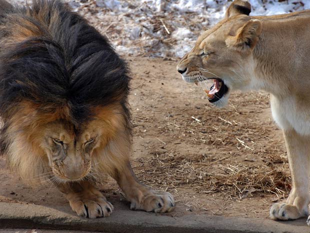 Leoa briga leão 1 (Foto: Jennifer Lockridge / Caters)